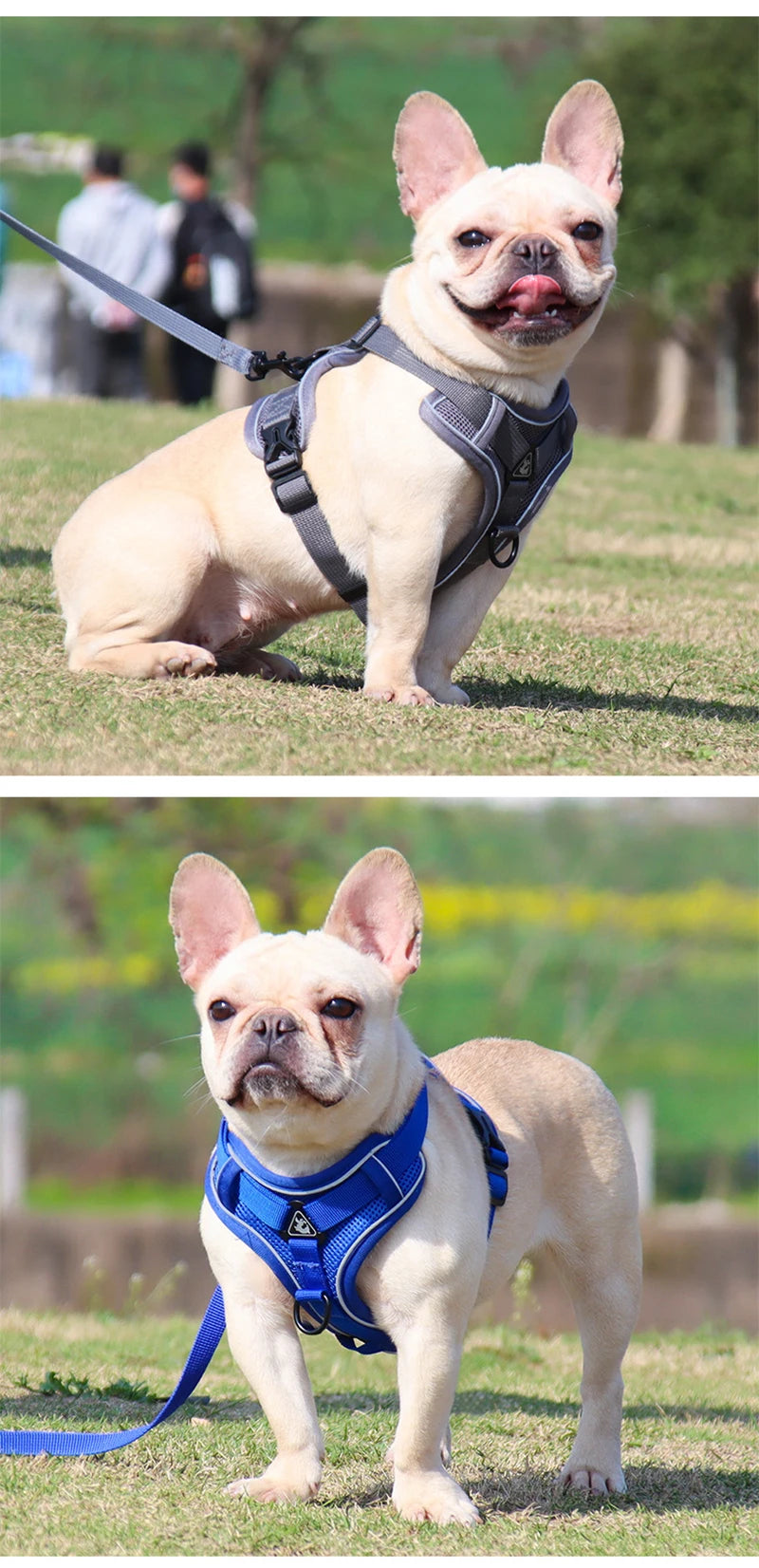 Dog Harness Leash Set Adjustable Pet Chest Strap For Small Medium Dogs Cats Reflective Puppy Harness Vest French-Bulldog York