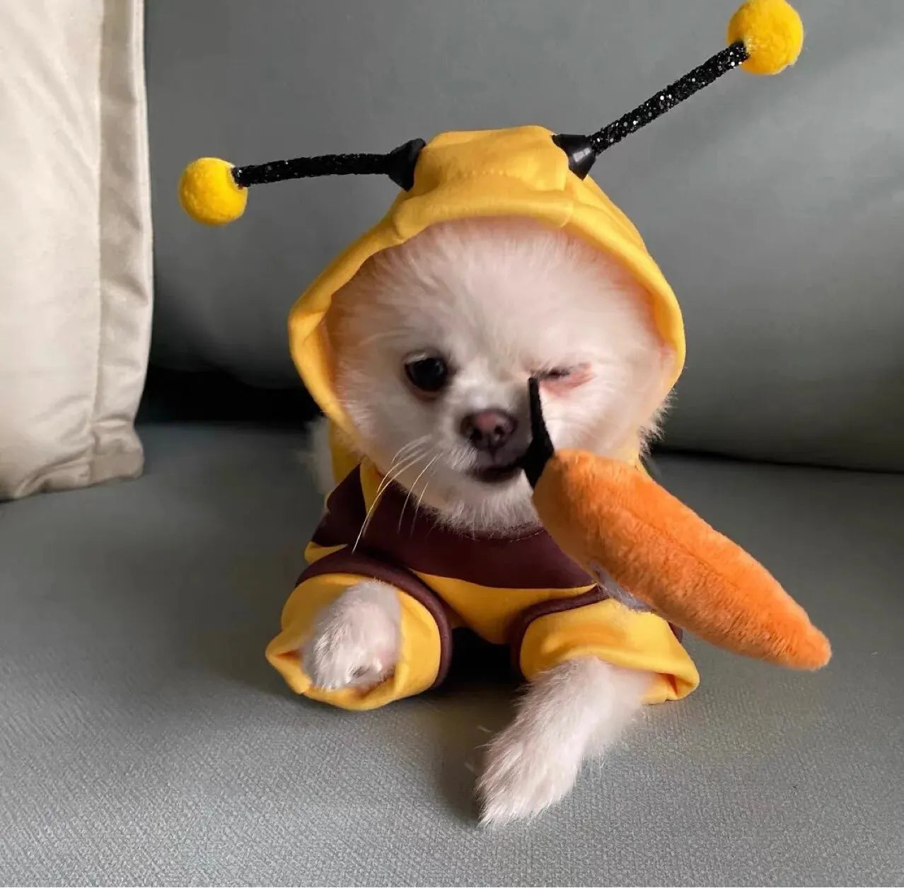 1PCS Dog Clothes For Autumn And Winter Schnauzer Teddy Small Puppy Cat Pet Hoodie Bee Transformation Suit